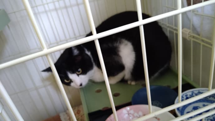 外猫はっちをお家猫に(その3試練)