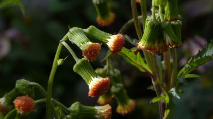 ベニバナボロギク（紅花襤褸菊）