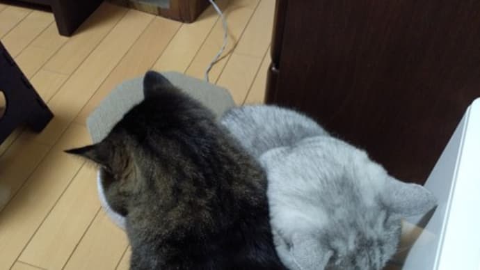 熾烈な場所取り