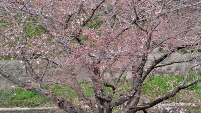佐保川沿いのソメイヨシノが咲き始めました