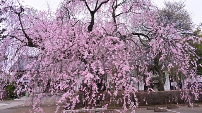 しだれ桜②