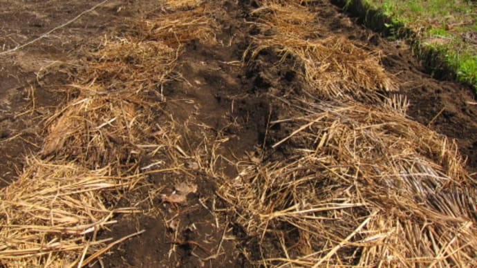 除草対策「畦板を使って雑草の侵入を防ぐ」予想以上の優れ物