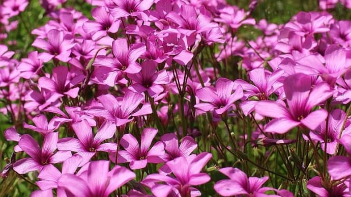 イモカタバミ、ムラサキカタバミ - 帰化植物10