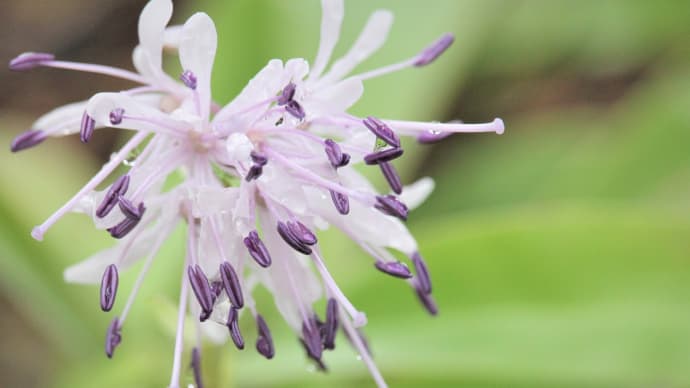 紫水晶の花、春潤う