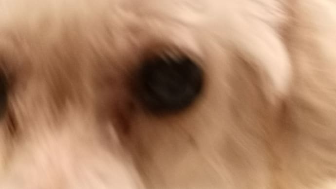 じっとしないゆき