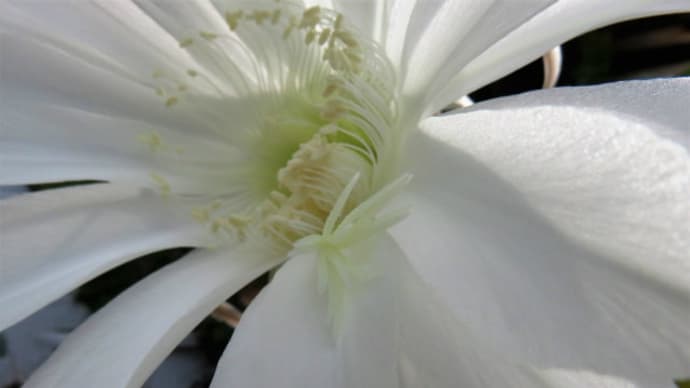 布袋丸の花 #3