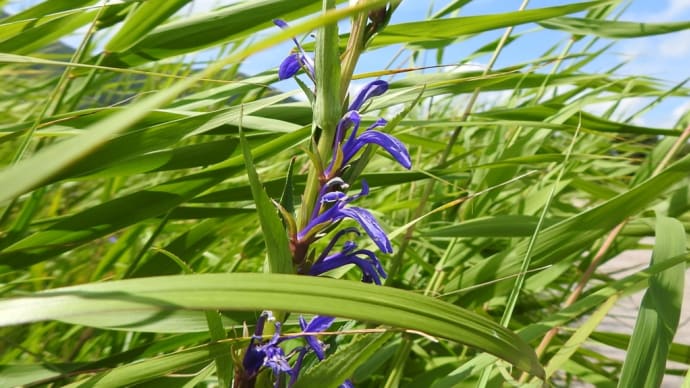 長者原・タデ原に咲く花8月
