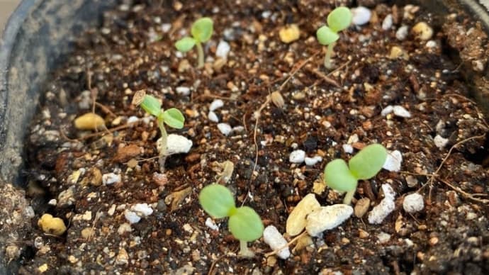 茎レタスの発芽
