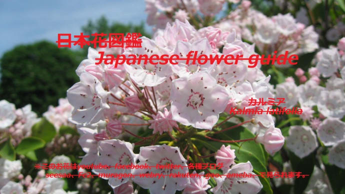 金平糖が咲く?!The konpeito bloom? !!
