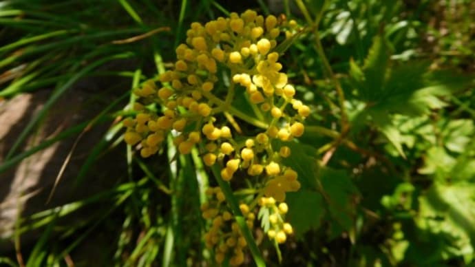 妙高山の高山植物