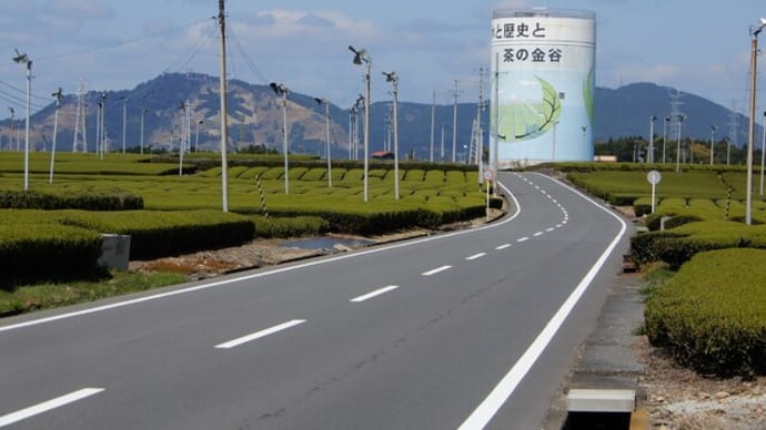 牧之原 大茶園サイクリング その2