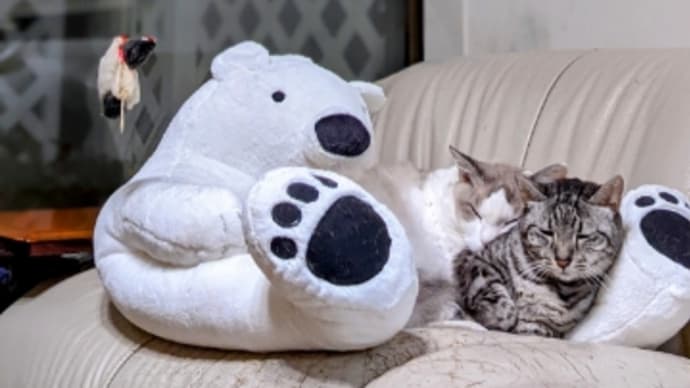 毎日の献立とお弁当とか