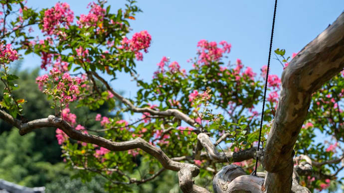 朱夏の苑【極楽寺】夏の花、芙蓉と百日紅の見事な映え