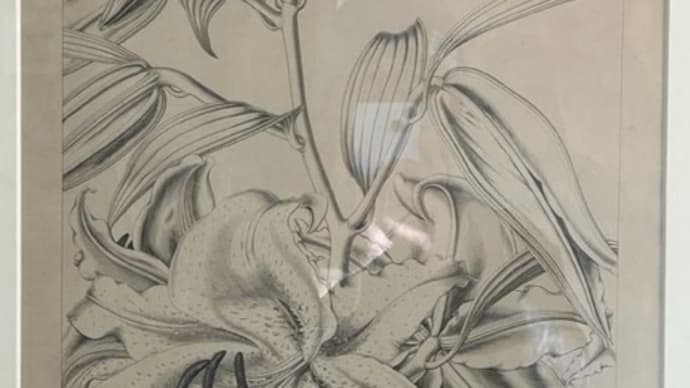牧野富太郎の「植物画」に衝撃 　植物愛が植物画から伝わる