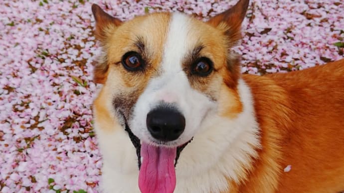 さくら色