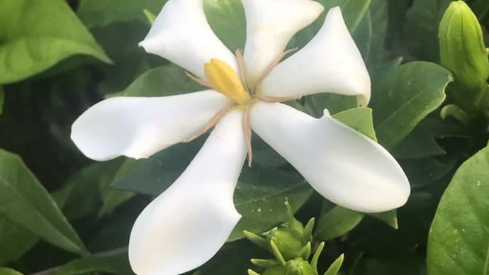 孔雀草の切り戻し作業