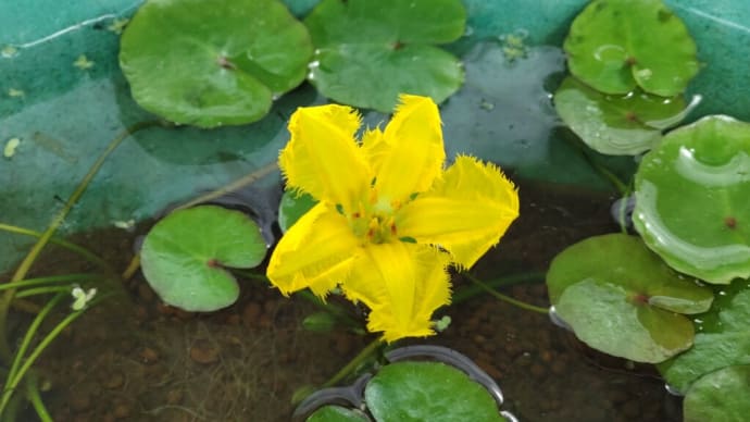 メダカの鉢に花咲いた🌻