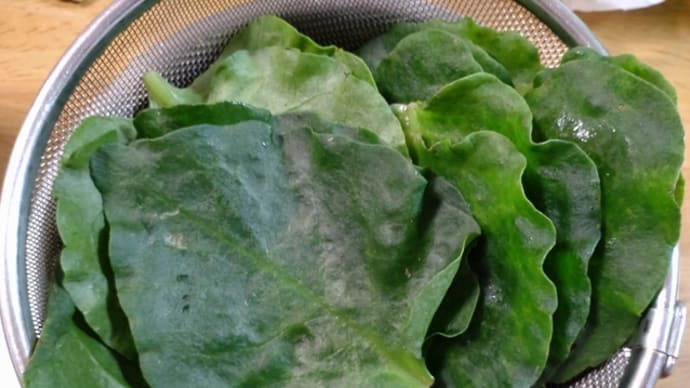 産直で購入した野菜たち