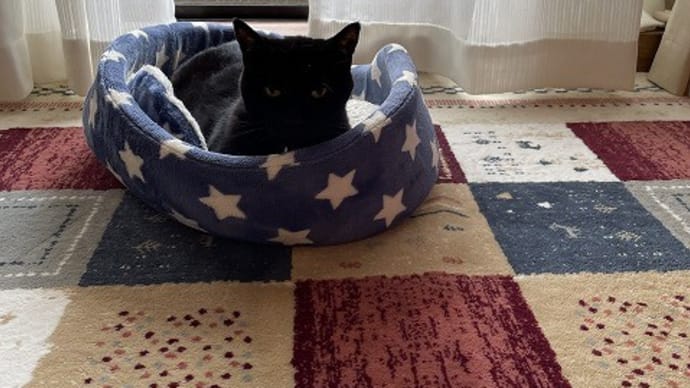 猫に甘い