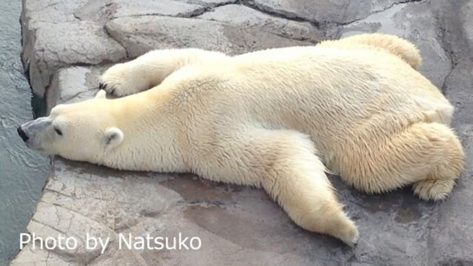 今日は８回目のアイス王子の命日です