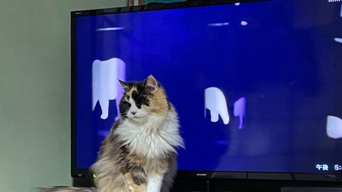 邪魔をするのが猫の仕事です