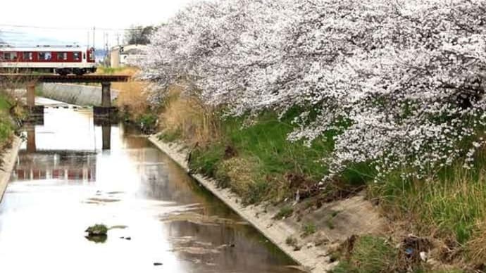 近鉄田原本線 箸尾駅付近の桜(奈良県)