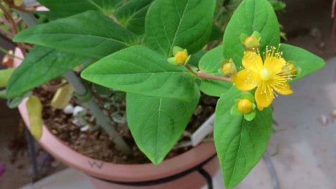 5月後半の寄せ植え鉢-W：ヒペリカムの黄色い花