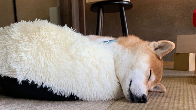看板犬 あっきー ソワソワの続き
