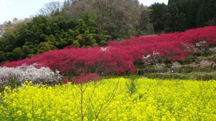 花桃の里