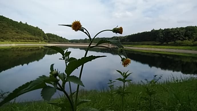 後藤比奈夫/水遊びとはだんだんに濡れること