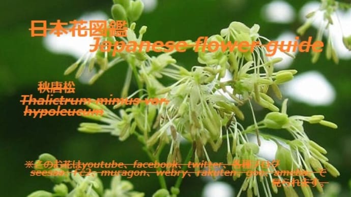 緑の花! ?Green flower! ?