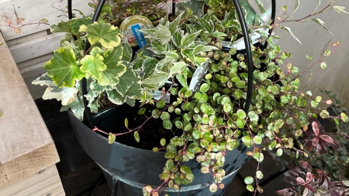 昨日、植え込んだ子達です〜😊