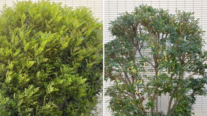 通気性の悪くなったシマトネリコ剪定作業