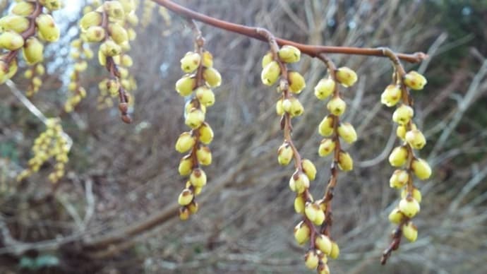 こごみとさしぼ(山菜)を採ったよ。