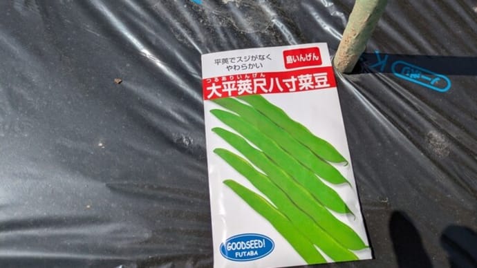 大平莢尺八寸菜豆の種蒔きと防虫ネット 6日