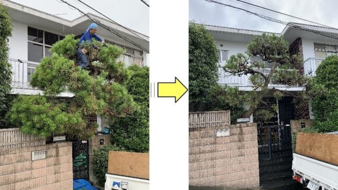 何年もの間手入れされることなくモコモコになってしまっている松の木の剪定作業