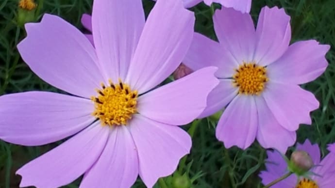 ★秋桜(コスモス)