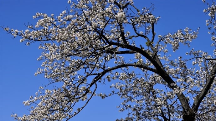 東京の今朝の天気（4月2日）：晴れ、神代植物公園の桜