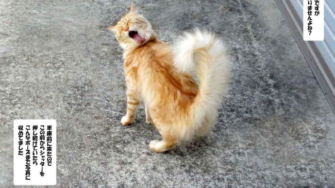 こんな写真まで撮れていた (^_^;)