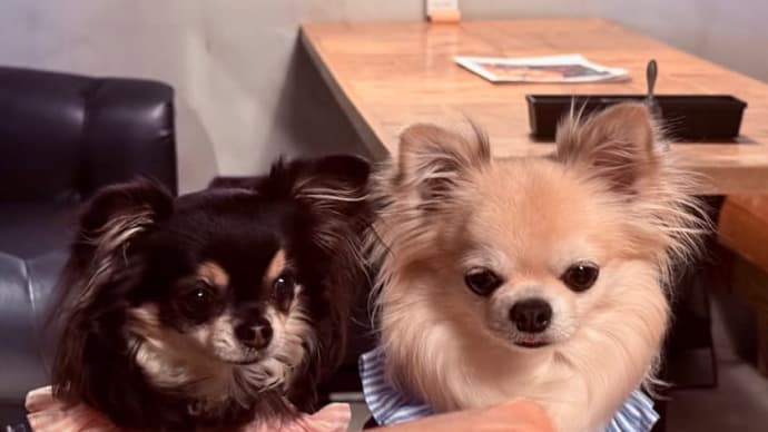 ドッグカフェ🐶 おば卒ランチって!?