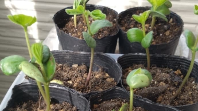 2024枝豆の植え替え3回目