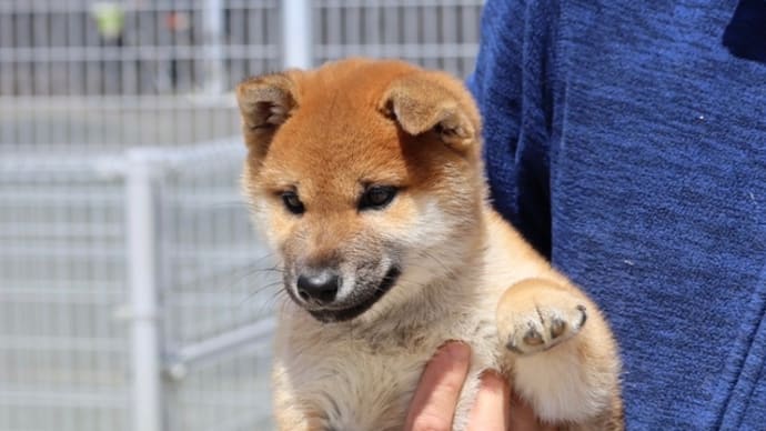 新しい飼い主さん募集中です＾＾2022.1.15生　赤柴男子