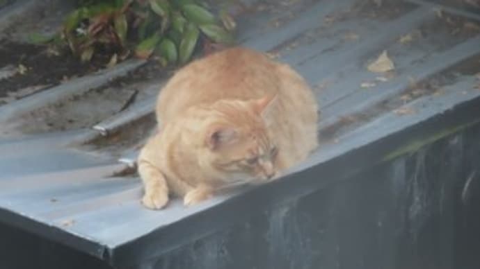猫バカの家