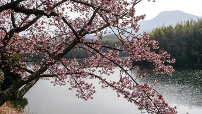福成寺の讃岐寒桜