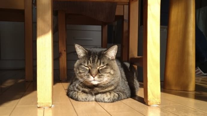 ハウスっ！風