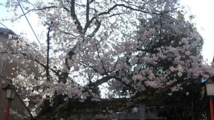 桜も満開