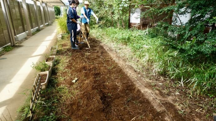 冬野菜