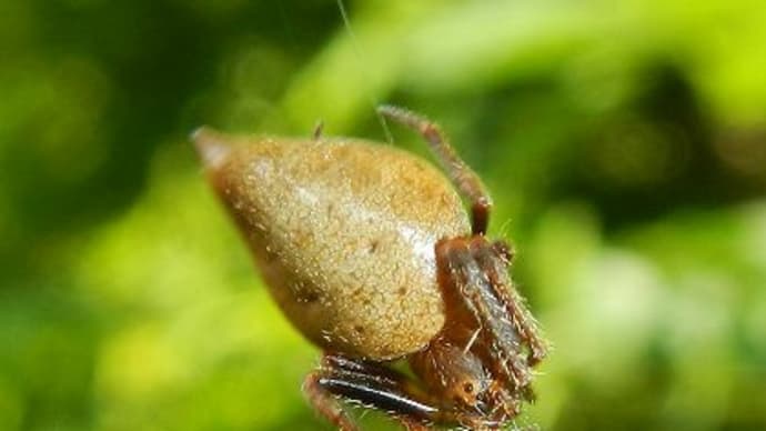 クモを狩るハチと3種のクモ