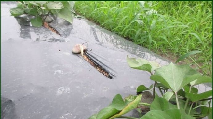 サツマイモの自家製切り苗1株を、枯れた苗の在った場所へ本日の夕方に植え替えて・・・