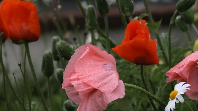 初夏の花 クレマチス・ポピー・芍薬2